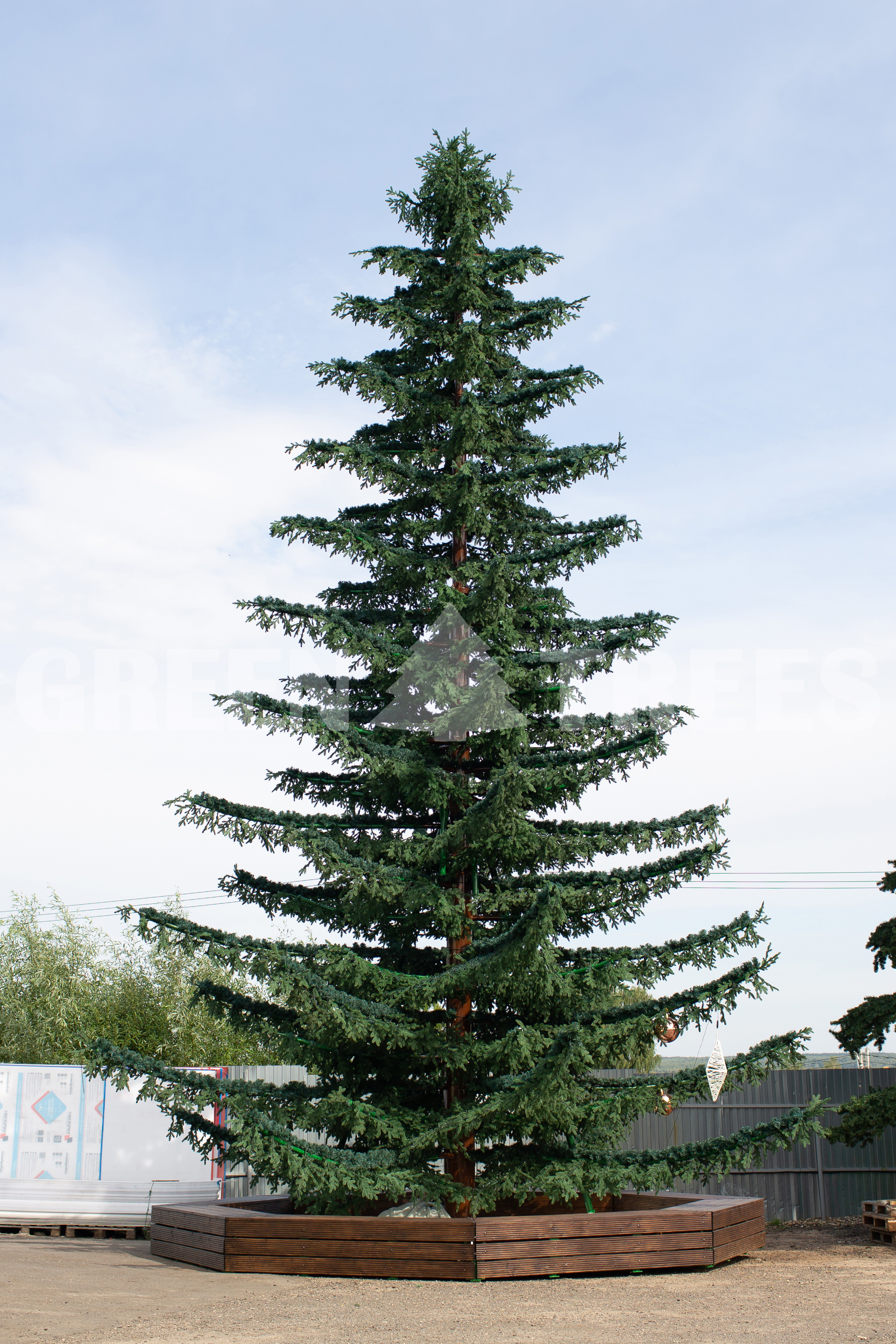 Ствольная елка Лесная